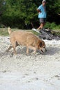 Free Dog On Beach Royalty Free Stock Image - 9466076