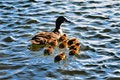 Free A Duck And Her Chicks Stock Photos - 9467453