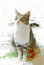 Free Green Eyed Tabby Stock Image - 9462841