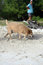Free Dog On Beach Royalty Free Stock Image - 9466076