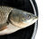 Free Grass Carp Royalty Free Stock Images - 9467589