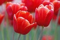 Free Red Tulips Stock Photo - 9472940