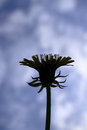 Free Dandelion Stock Photography - 9474162
