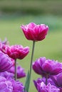 Free Tulips Royalty Free Stock Photo - 9474735