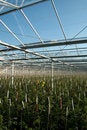 Free Roof Of Glasshouse Stock Photography - 9478492