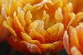 Free Tulip Stock Photography - 9478502