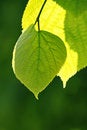 Free Green Leaf Royalty Free Stock Photos - 9478518