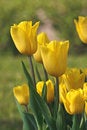 Free Tulips Stock Photography - 9478532
