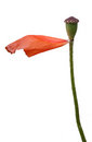 Free Poppy Flower Stock Images - 9478614