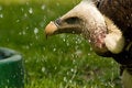 Free Predator Vulture Animal Stock Image - 9479261
