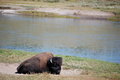 Free Yellowstone Bison In Sand Near River Stock Image - 9479491