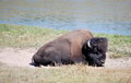 Free Yellowstone Bison In Sand Near River Stock Image - 9479501