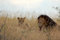 Free Lion And Lioness Stock Image - 9470251