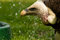 Free Predator Vulture Animal Stock Image - 9479261