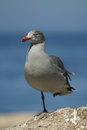 Free Gray Seagull Standing On One Leg Stock Photography - 953502