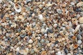 Free Shells Stock Photo - 954110