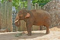 Free Adult Elephants Stock Photo - 954150