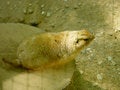 Free Rodent Stock Photos - 954493