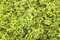 Free Lettuce Royalty Free Stock Photography - 954557