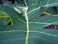 Free Hi-way Leaf Pattern Royalty Free Stock Photo - 957005