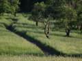 Free Walkway Through Grassland Stock Photography - 957382