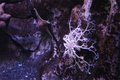 Free Starfish Stock Photos - 958483