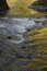 Free Golden Wahclella Creek Royalty Free Stock Photography - 950057