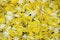 Free Yellow Tulip Petals Stock Images - 950404