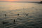 Free Surfing Stock Image - 956291