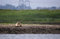 Free Lone Seal On Sand Bank Royalty Free Stock Photos - 957118