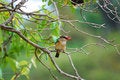 Free Brown-Hooded Kingfisher (Halcyon Albiventris) Stock Photo - 9512830