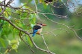 Free Brown-Hooded Kingfisher (Halcyon Albiventris) Stock Photography - 9512852