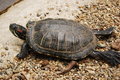 Free Turtle Royalty Free Stock Photos - 9535288