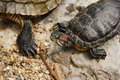 Free Turtles Stock Images - 9535324