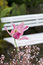 Free Pink Tulip, White Bench. Royalty Free Stock Images - 9530639