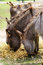 Free Eating Donkeys. Royalty Free Stock Images - 9530799
