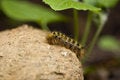 Free Tent Caterpillar (Washington State) Royalty Free Stock Images - 9543879