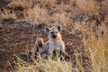 Free Young Spotted Hyaena (Crocuta Crocuta) Royalty Free Stock Photos - 9557378