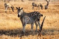 Free Burchell S Zebras (Equus Burchellii) Stock Images - 9557794