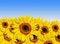 Free Sunflower Beauty Stock Photography - 9573252