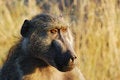 Free Chacma Baboon (Papio Ursinus) Stock Images - 9581024