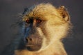 Free Young Chacma Baboon (Papio Ursinus) Royalty Free Stock Photo - 9581035