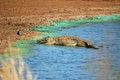 Free Crocodile (Crocodilia) Stock Photography - 9581042