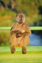 Free Chacma Baboon (Papio Ursinus) Royalty Free Stock Image - 9581096