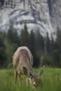 Free Deer Stock Photos - 9587743