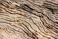 Free Tree Bark (Background) Royalty Free Stock Photo - 9594925
