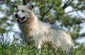 Free Arctic Wolf In Forest. Royalty Free Stock Images - 960459