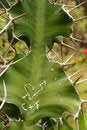 Free Botanical Garden VI Stock Image - 960721