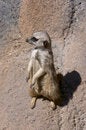 Free Meerkat Stock Photography - 960742