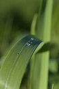 Free Blade Of Grass With Water Sprinkles Stock Photo - 962370